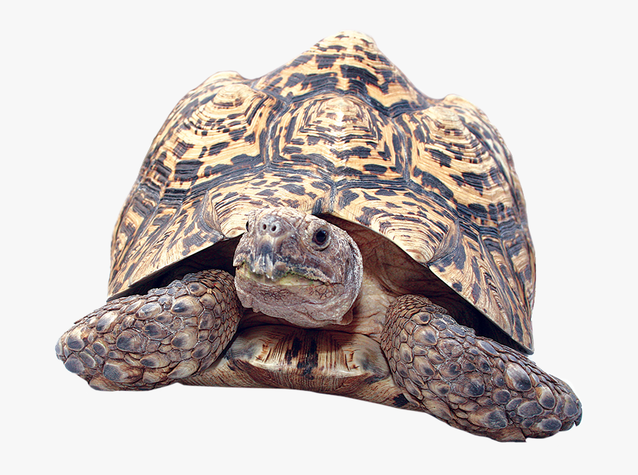 Clipart Turtle Gopher Tortoise - Leopard Tortoise No Background, Transparent Clipart