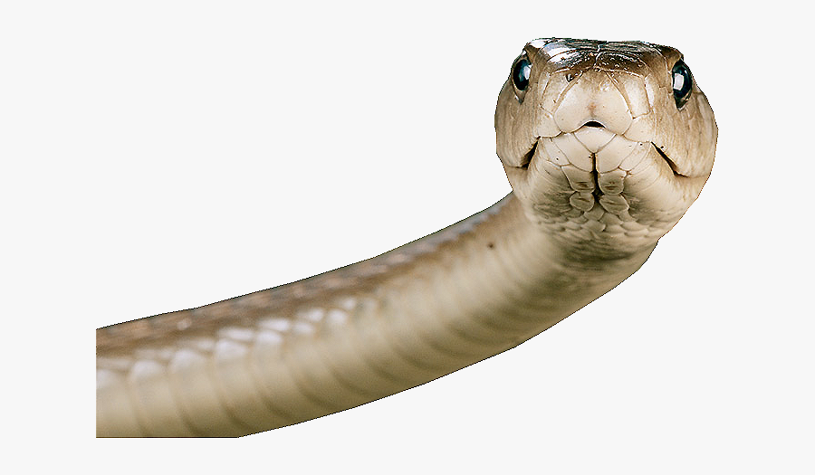 Serpiente Png, Transparent Clipart