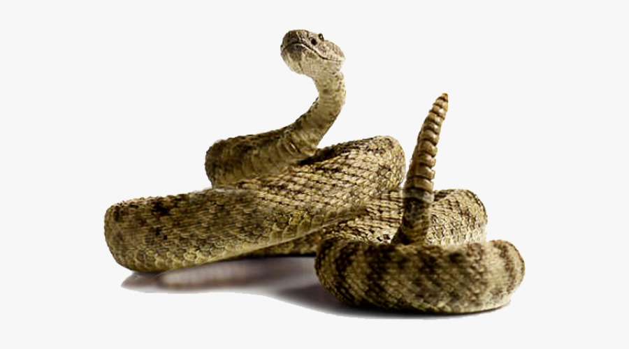Rattlesnake Transparent, Transparent Clipart