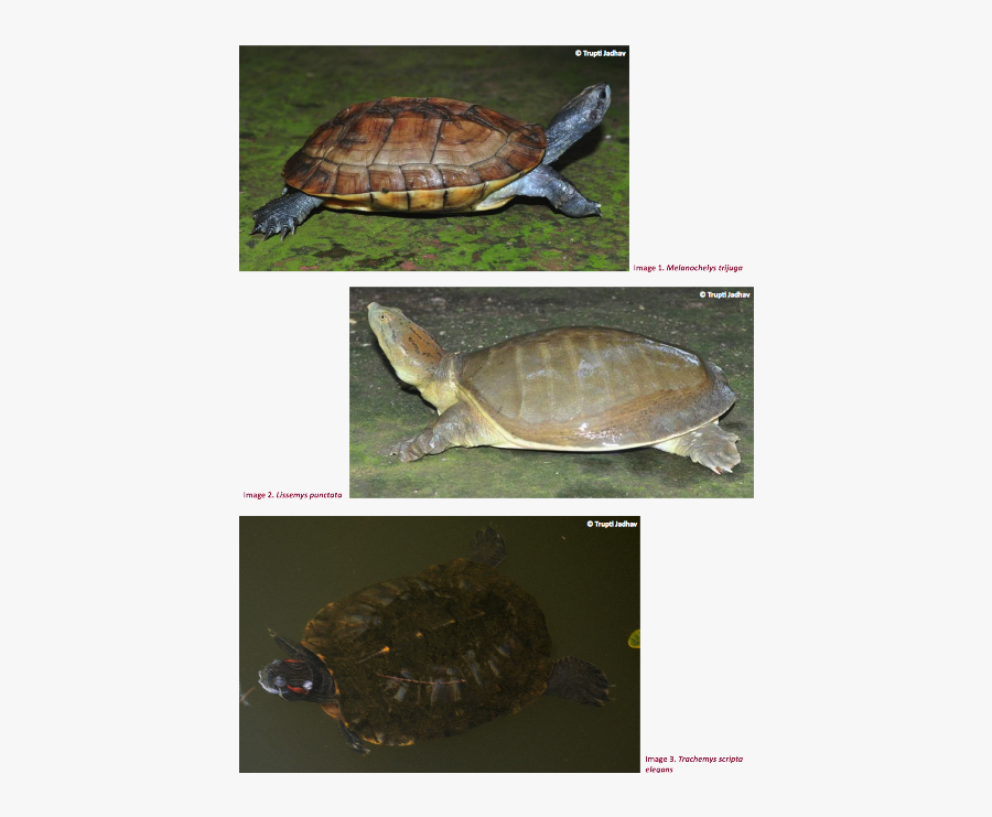 Clip Art View Of Diversity And - Tortoises Found In Goa, Transparent Clipart