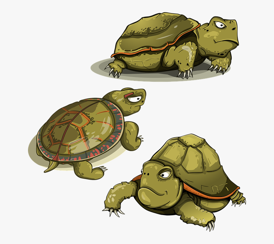 Tortoise, Amphibious, Set, Tortila, Reptile, Shell - Turtles Angry Vector, Transparent Clipart