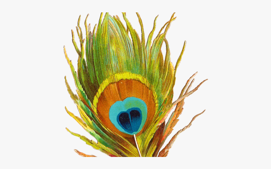 Shri Krishna Peacock Feather, Transparent Clipart
