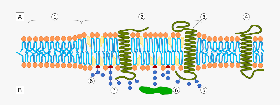Henderson And Unwin's Membrane Theory, Transparent Clipart