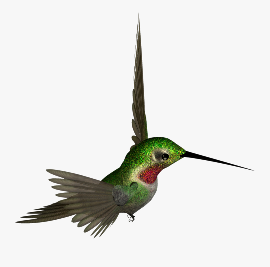 Free High Resolution Clipart - Hummingbird Clipart, Transparent Clipart