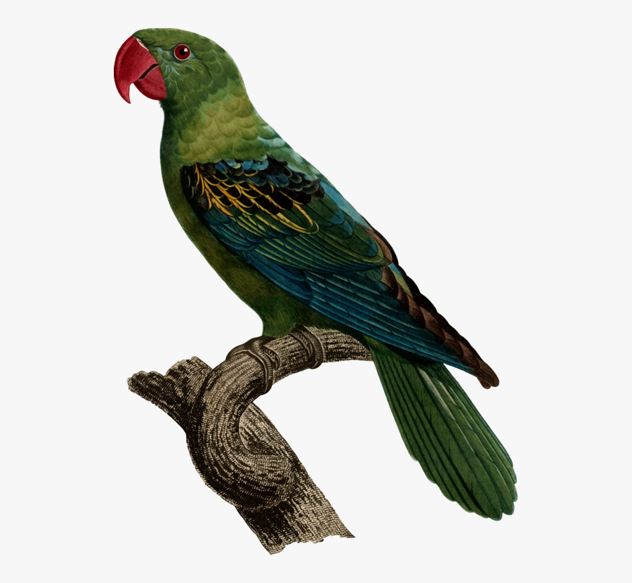 Macaw,parrot,lorikeet - Great Billed Parrot, Transparent Clipart