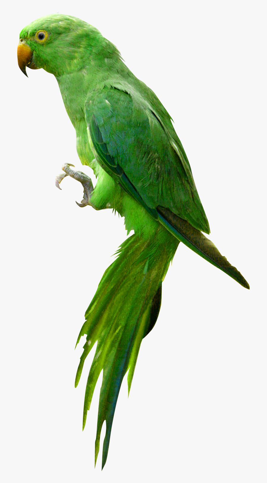 Parrot Clipart Indian - Parrot Png Images Hd, Transparent Clipart