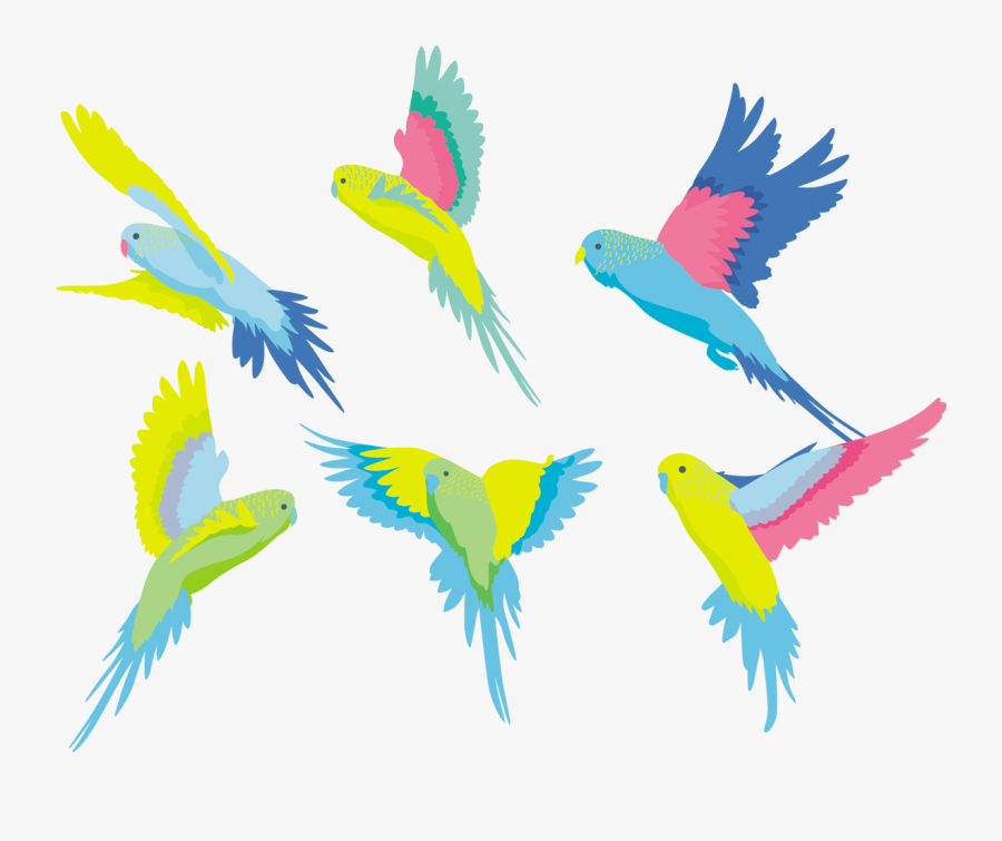 Budgerigar Parakeet Clip Art - Macaw, Transparent Clipart