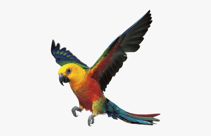 Parrot Bird Fly Png, Transparent Clipart