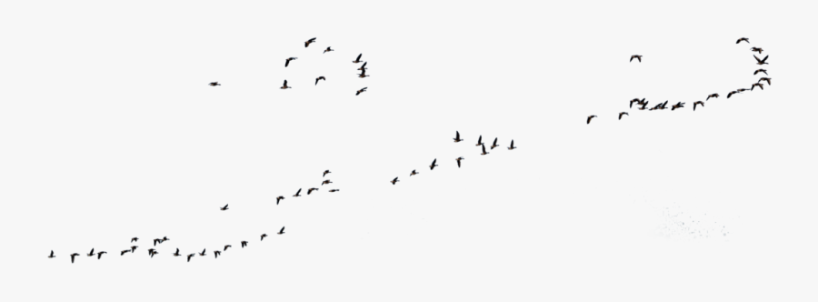 Goose Transparent Flight Clipart Royalty Free Download, Transparent Clipart