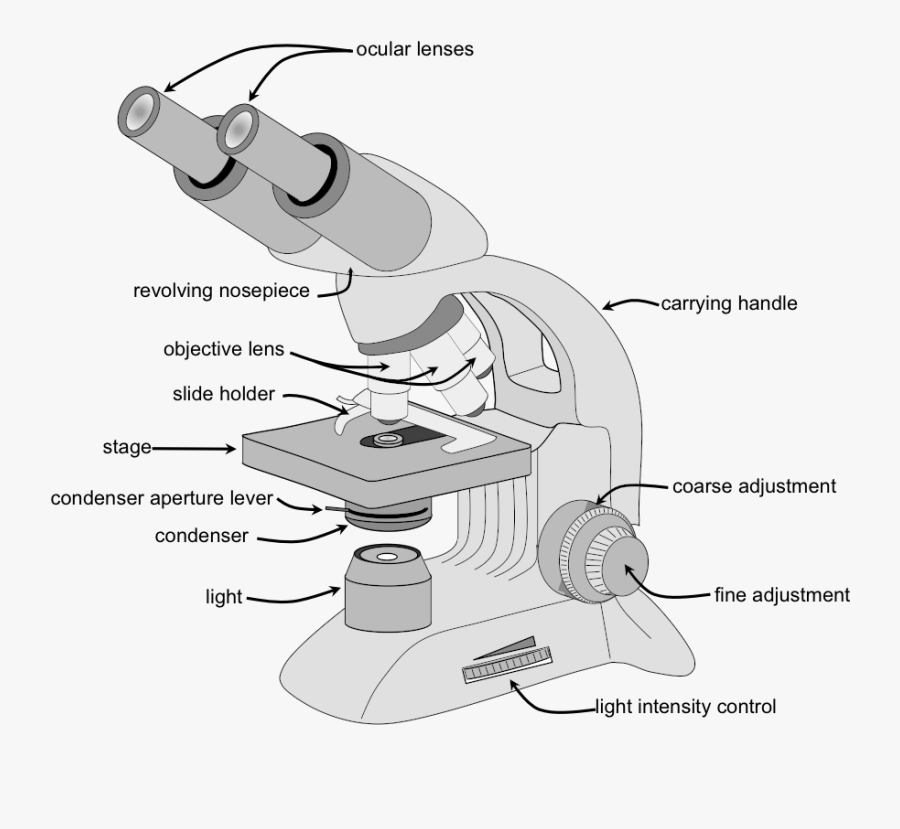 Clip Art Labeling A Microscope - Compound Microscope Parts, Transparent Clipart