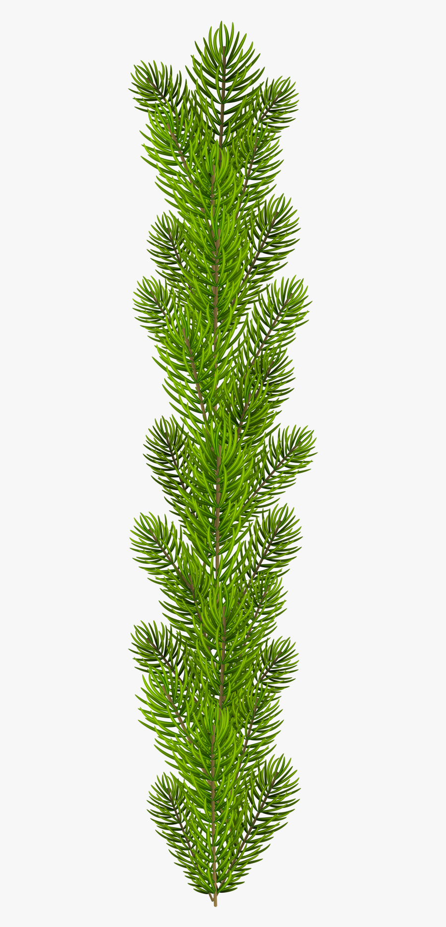 Pine Tree Branches Png, Transparent Clipart