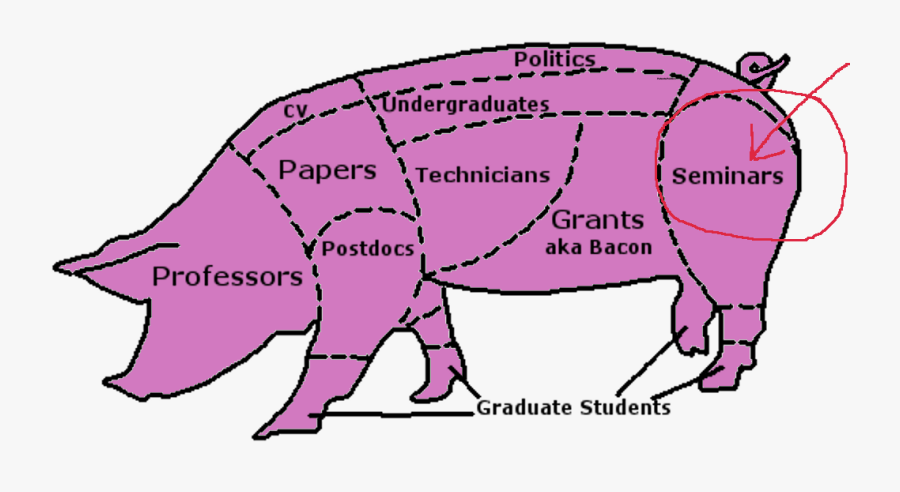 Domestic Pig, Transparent Clipart