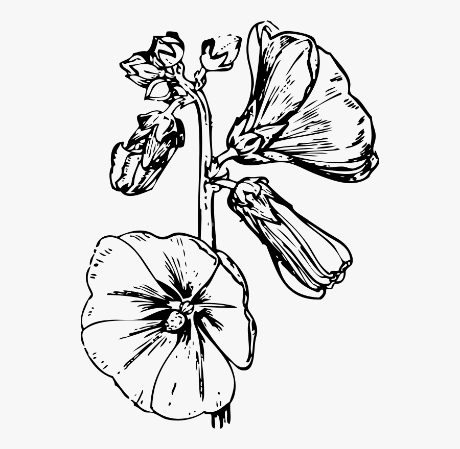 Hollyhock Black White Line Art 555px - Hollyhocks Black And White, Transparent Clipart