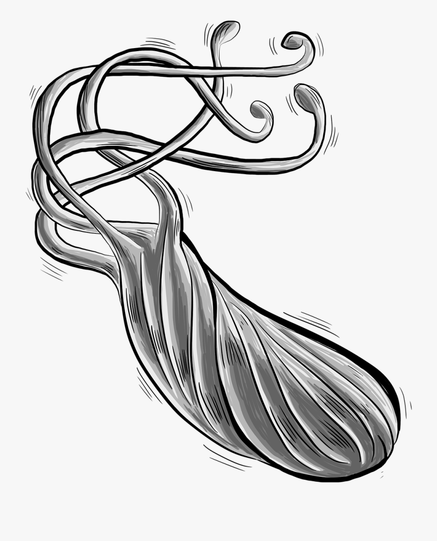 Transparent Bacteria Png - Helicobacter Pylori Png, Transparent Clipart