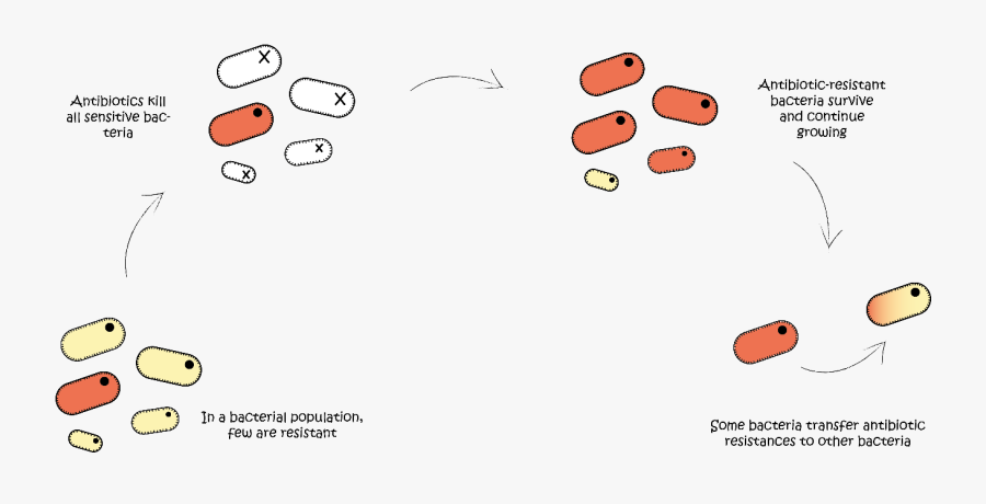 Transparent Bacteria Png - Antibiotic Stopping Reproduction In Bacteria, Transparent Clipart