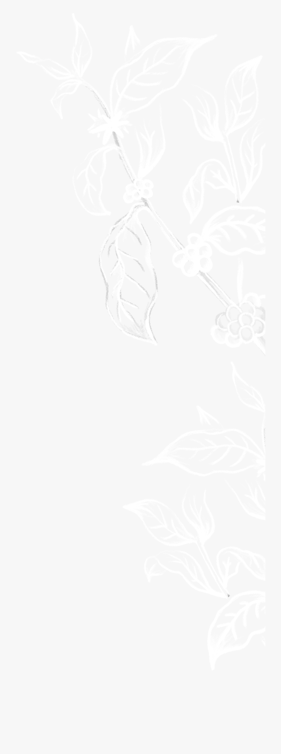 Sketch, Transparent Clipart