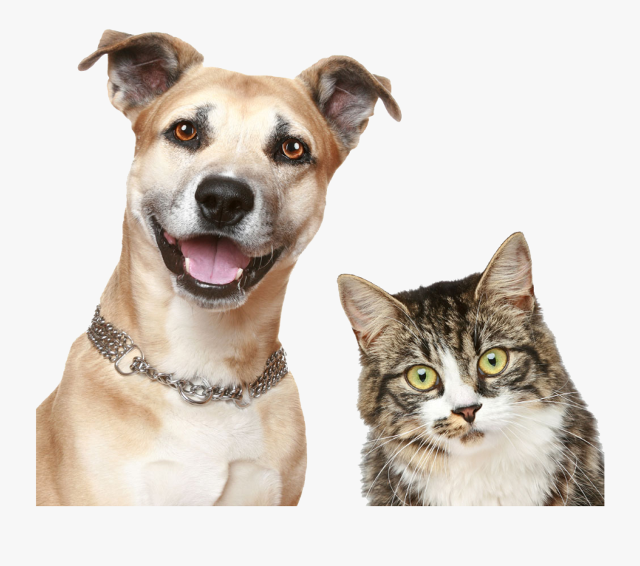 Pet Sitting Puppy Dog Cat Free Download Image Clipart - Dog And Cat Png, Transparent Clipart
