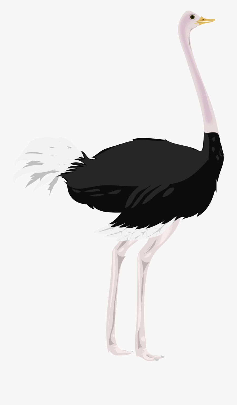 28 Collection Of Ostrich Clipart Png - Ostrich Clipart Transparent Background, Transparent Clipart