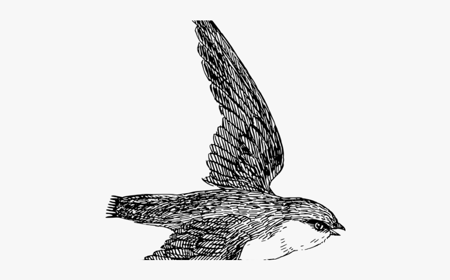 Swift Clipart, Transparent Clipart