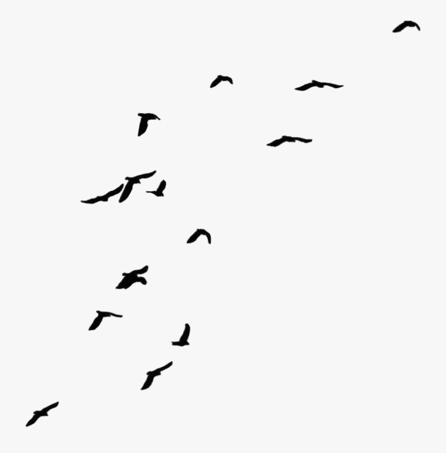 Transparent Background Crows Png Clipart , Png Download - Bird With Invisible Background, Transparent Clipart