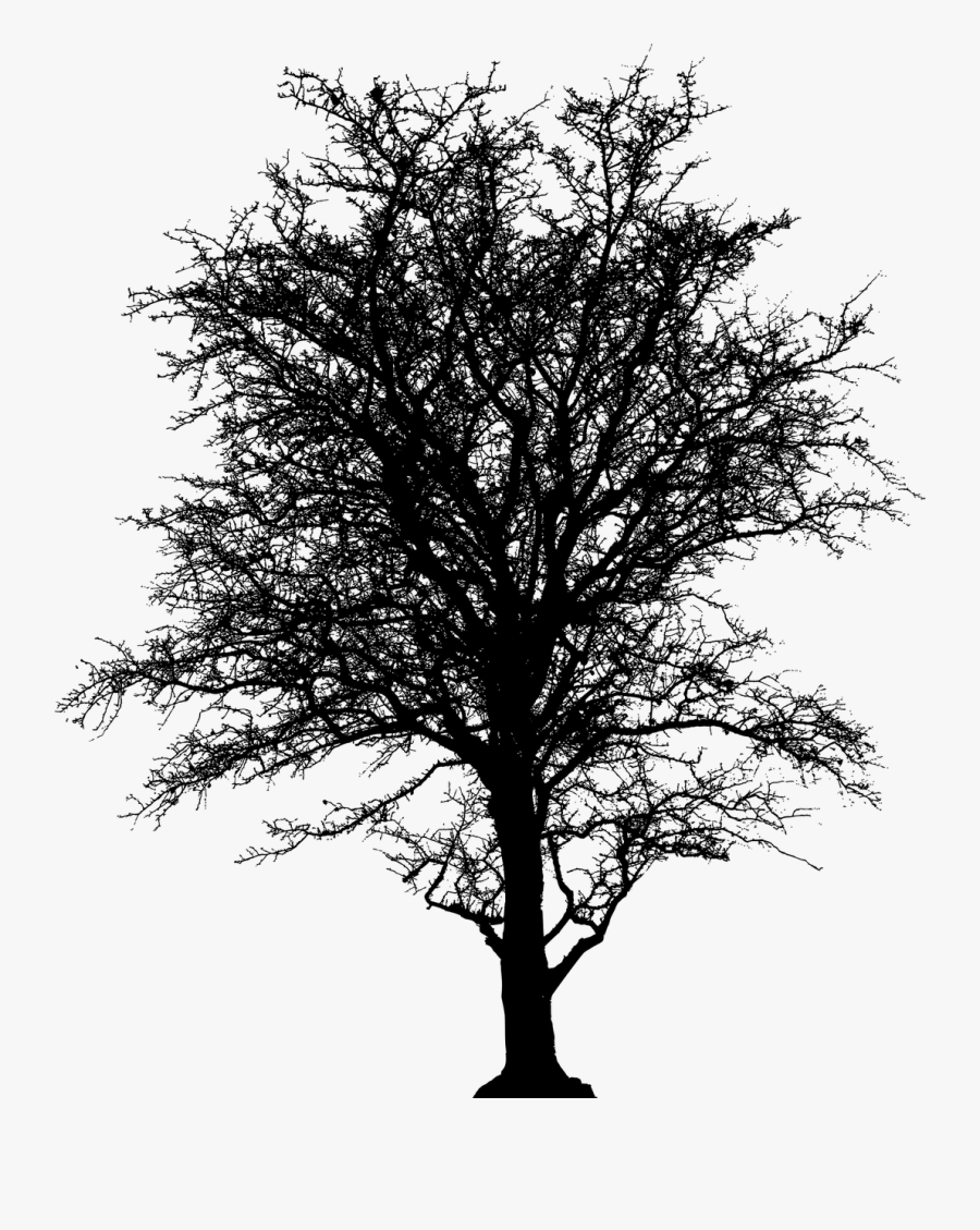Leafless Barren Tree Silhouette - Silueta Arbol Png Sin Fondo, Transparent Clipart