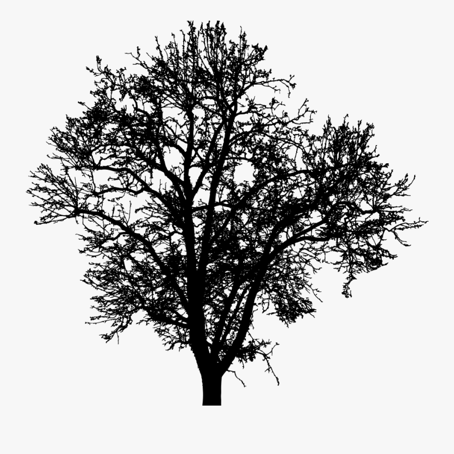 Barren Tree Silhouette - Plane Tree Silhouette Png, Transparent Clipart
