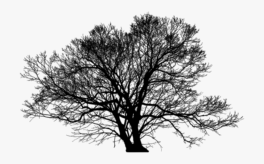 Oak Tree Png Silhouette, Transparent Clipart