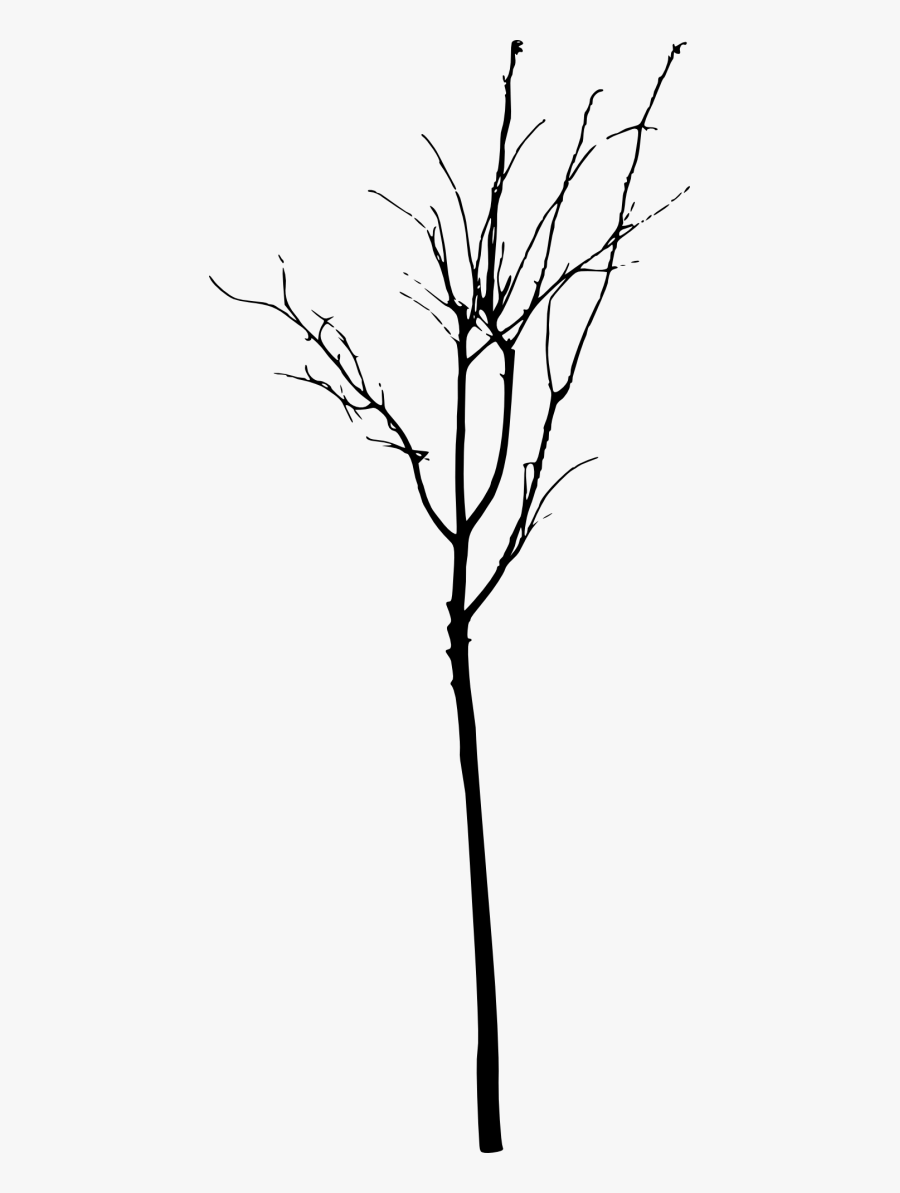 Simple Bare Tree Silhouette Png - Twig, Transparent Clipart
