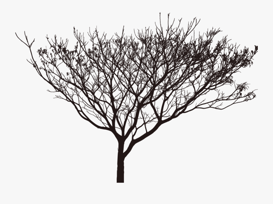 Scrawny Tree Silhouette - Tree Light Shadow Png, Transparent Clipart