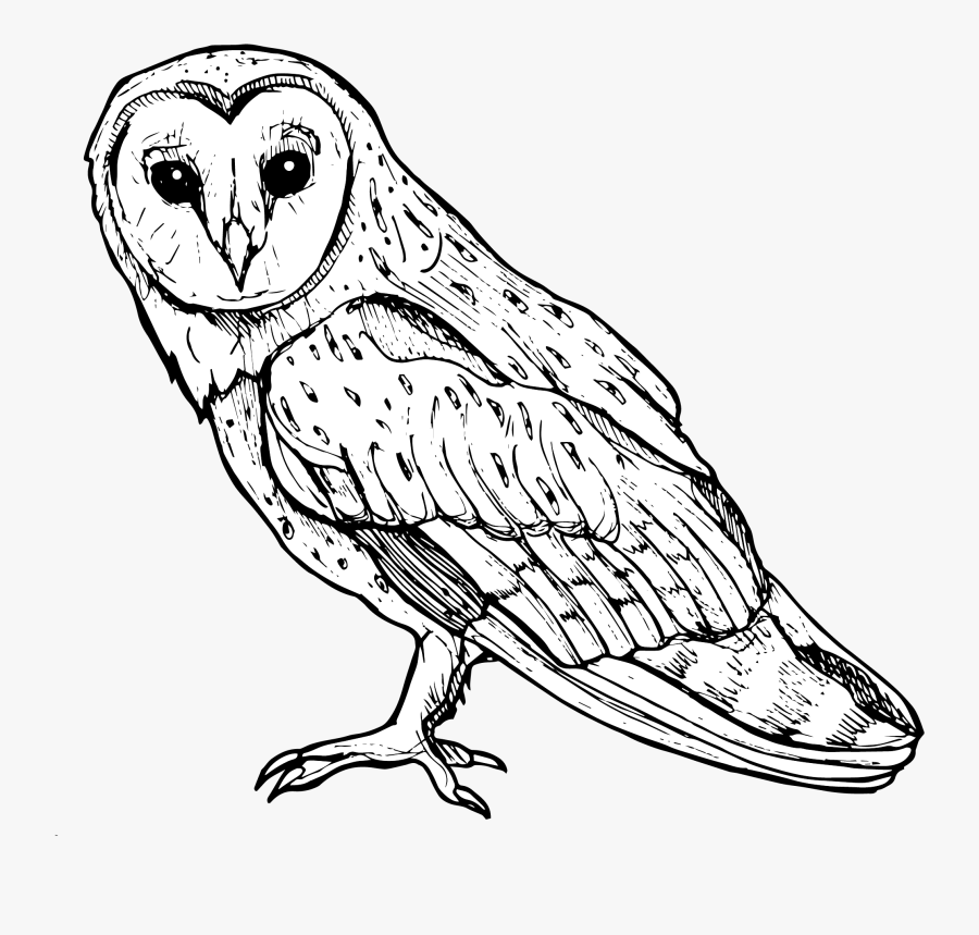 Screech Owl, Transparent Clipart