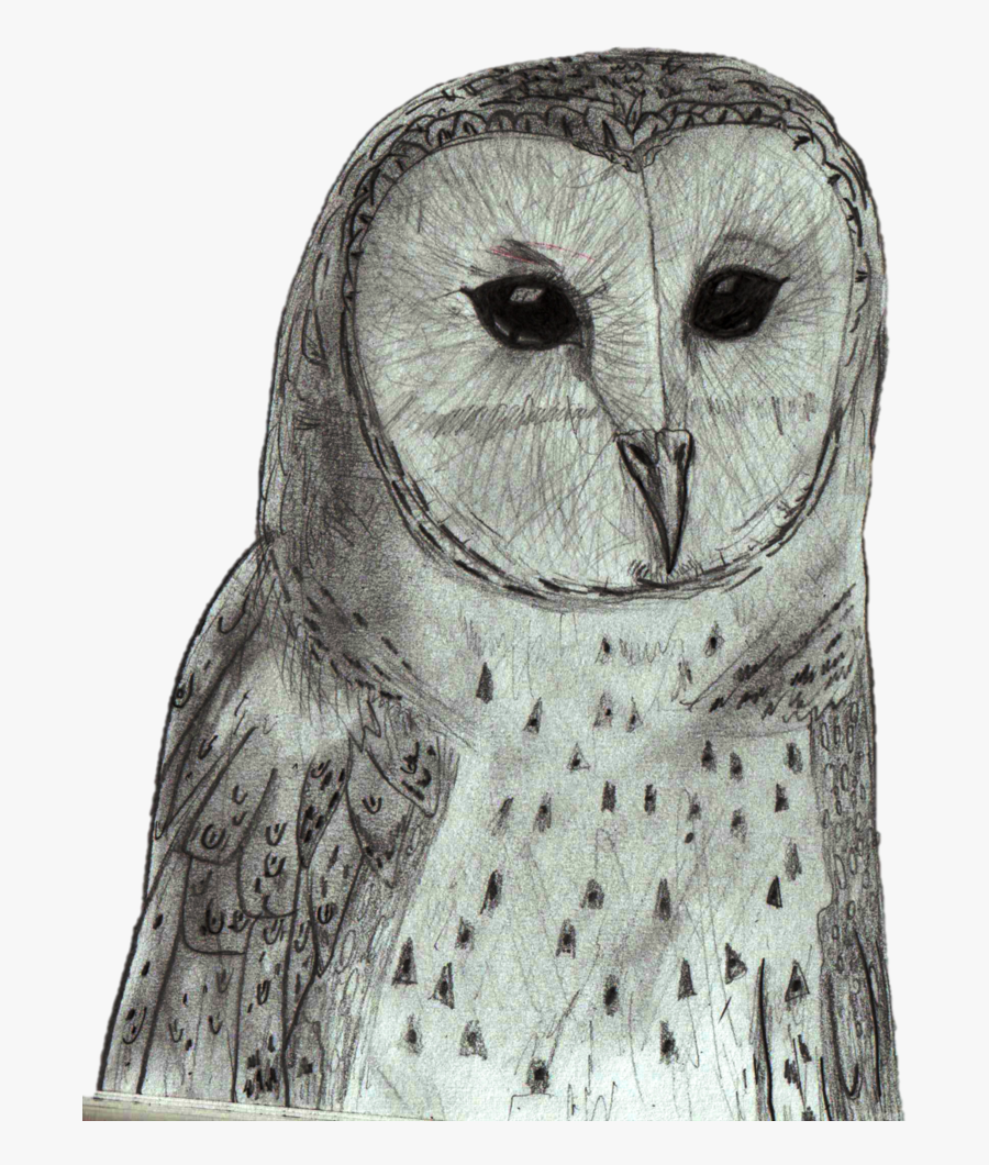 Great Grey Owl, Transparent Clipart