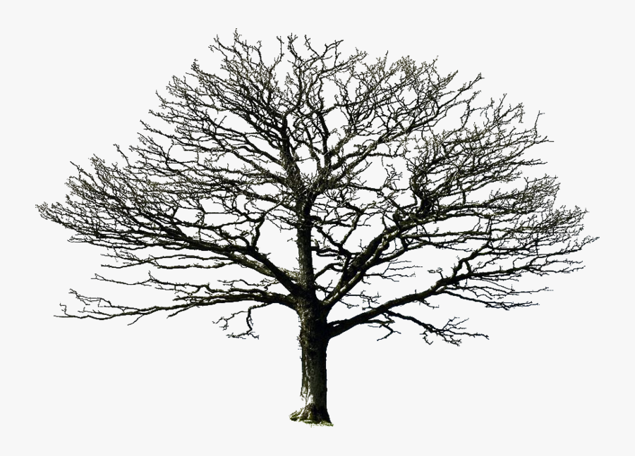Bare Tree Png By Doloresminet - Transparent Background Dead Tree, Transparent Clipart
