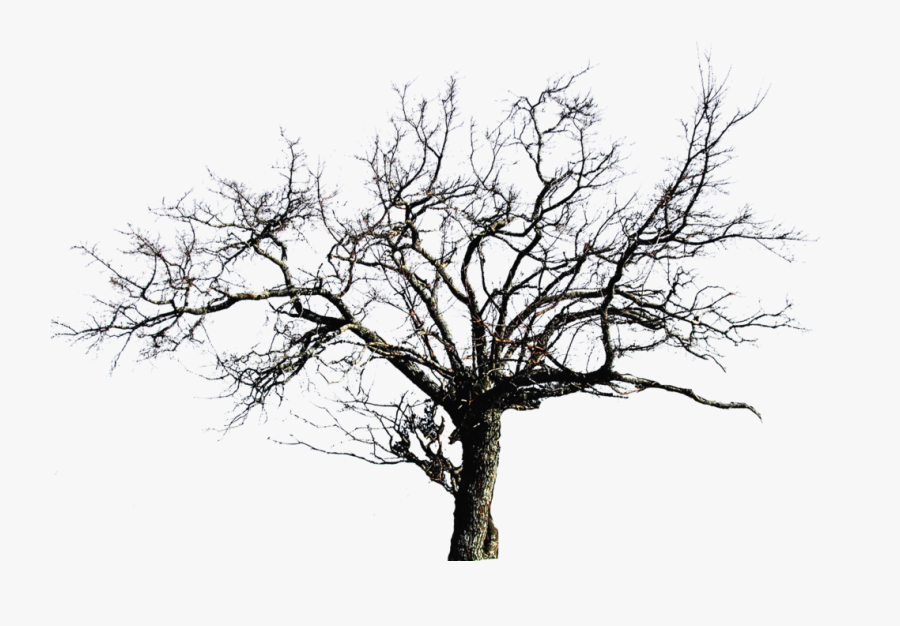 Clip Art Png Images Transparentpng - Long Dead Tree Png, Transparent Clipart