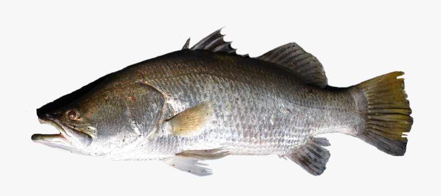 Fish Png, Transparent Clipart