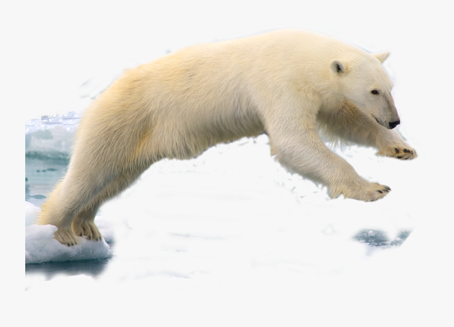 Transparent Polar Bear Png - Polar Bear Png, Transparent Clipart