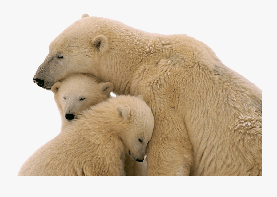 Snow-bear - Polar Bear Transparent Background, Transparent Clipart