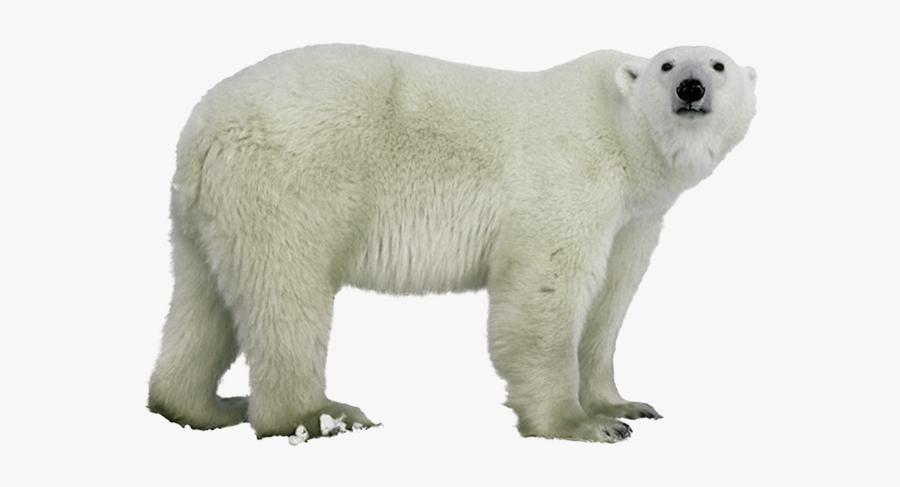 Polar Figure,terrestrial Animal,polar - Polar Bear Clear Background, Transparent Clipart