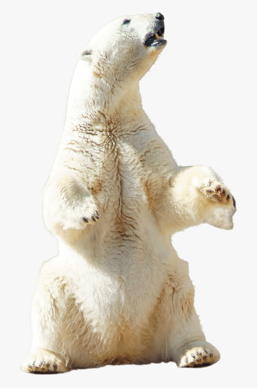 Polar, Bear, Polar Bear, Animal, Nature, Arctic, Snow - Transparent Polar Bear Sitting, Transparent Clipart