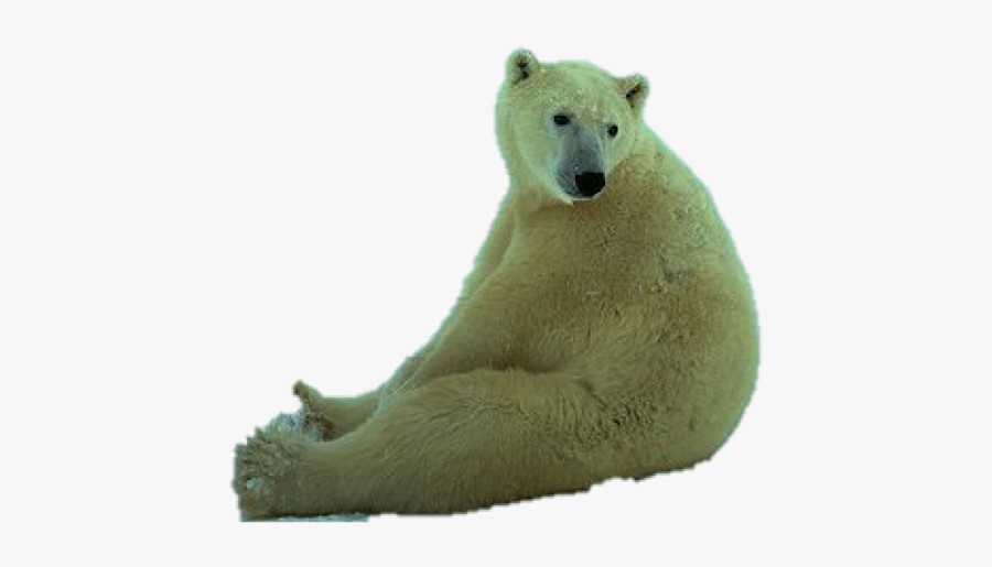 Polar Bear, Transparent Clipart