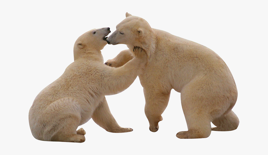 Transparent Polar Bear Png - Polar Bear Png Gif, Transparent Clipart