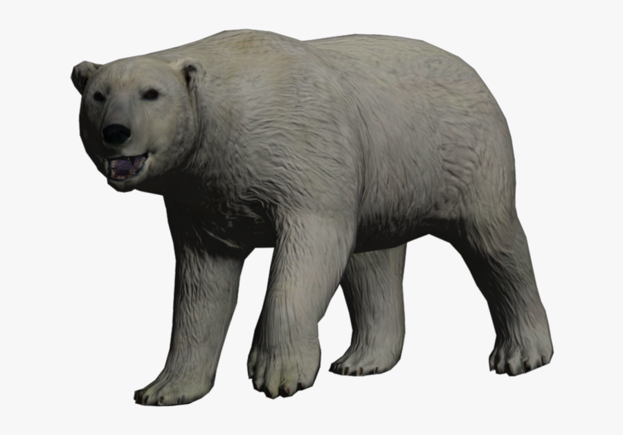 Grizzly Bear, Transparent Clipart