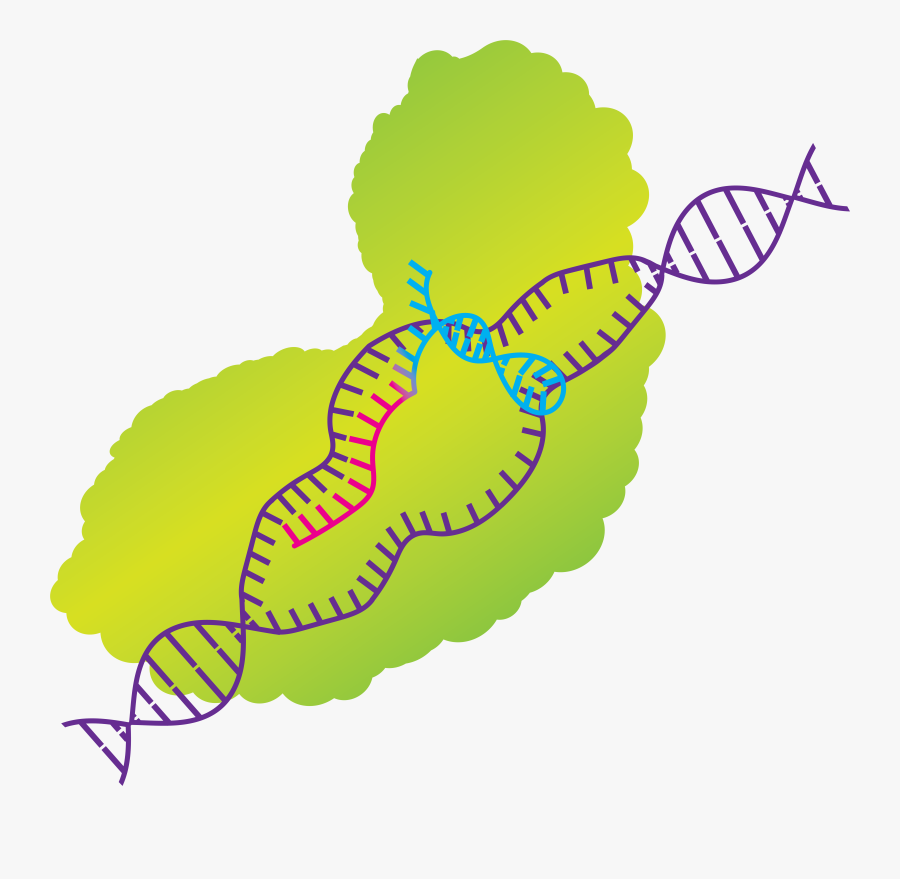 Polar Bear On Ice Clipart, Transparent Clipart