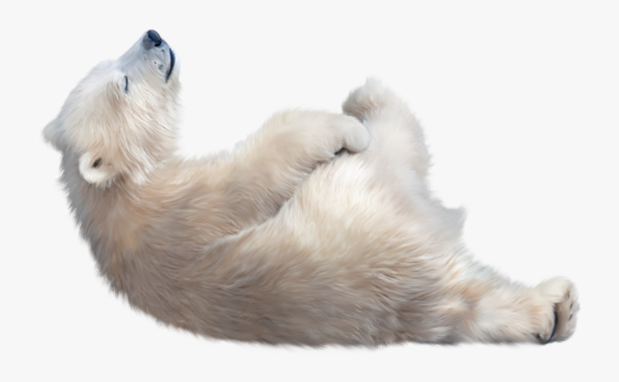 Real Polar Bear Transparent Image - Polar Bear Clear Background, Transparent Clipart
