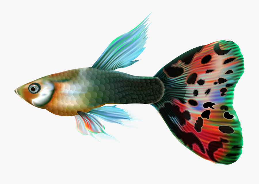 Fish Png Transparent - Fish Transparent Background, Transparent Clipart