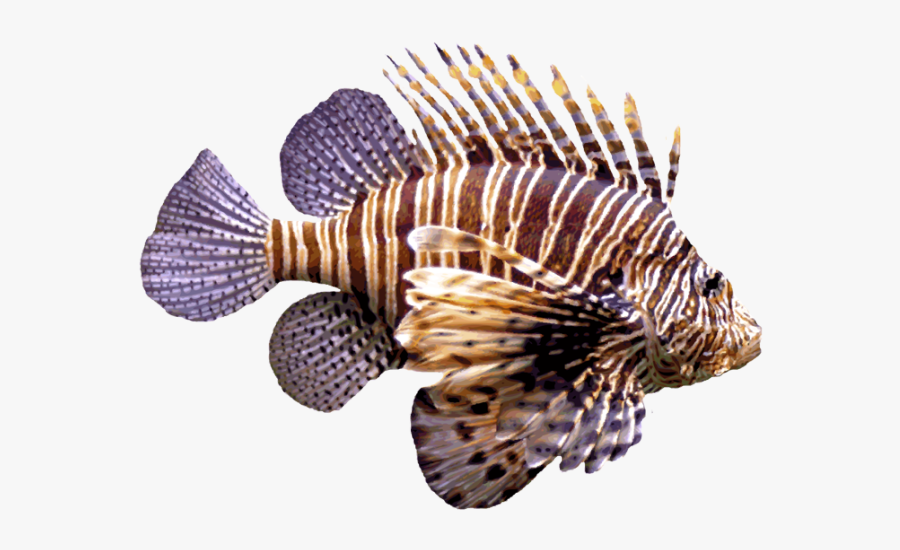 Lionfish Transparent, Transparent Clipart