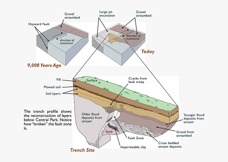 Diagram, Transparent Clipart