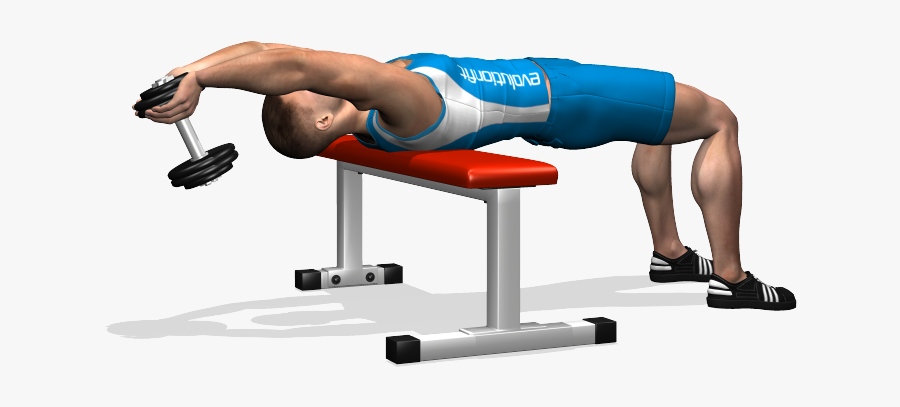 Clip Art Evolutionfit Dumbbell Over - Triceps On Bench, Transparent Clipart