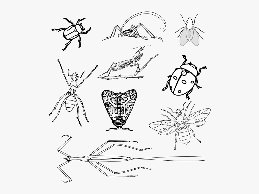Realistic Insects Clipart Black And White, Transparent Clipart