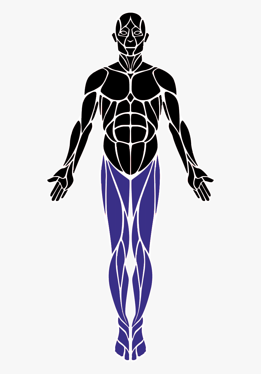 Legs - Muscles Front And Back, Transparent Clipart