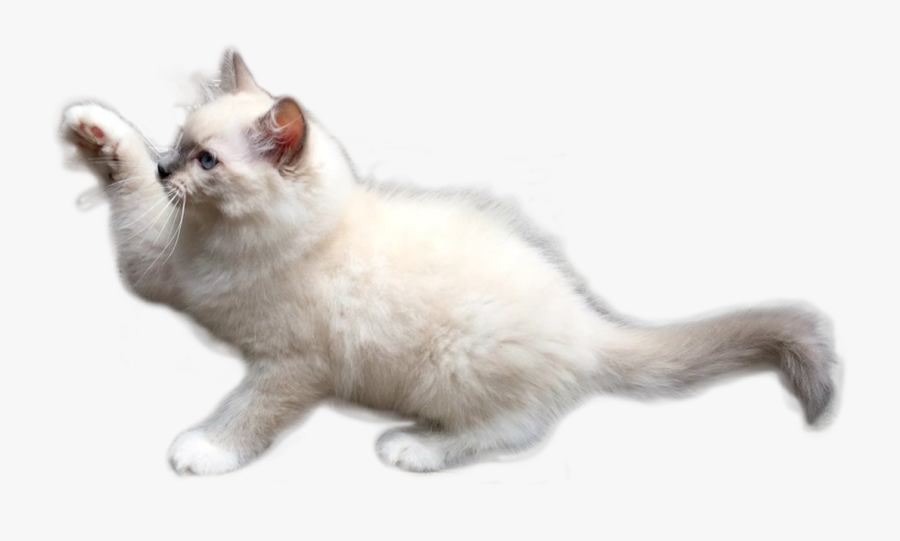 Clip Art Ragdoll Gato - Balinese, Transparent Clipart